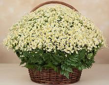 Цветочная композиция из Ромашки в корзине #REPLACE_PRED# Поселок опытного хозяйства Ермолино