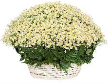 Цветочная композиция из Ромашки в корзине #REPLACE_PRED# Поселок опытного хозяйства Ермолино